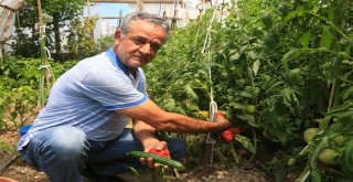 Küçükçekmeceliler Pazara Gitmiyor, Bahçeye İniyor