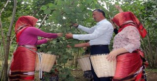 (Özel) Fındık Hasadı Dua Ve Kemençeyle Başladı