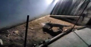 Tavukları Eksilince Kümese Güvenlik Kamerası Kurdu