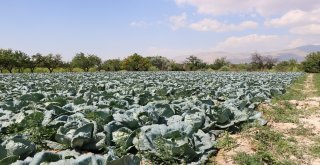 Niğde Beyaz Lahana Üretiminde Türkiye Birincisi