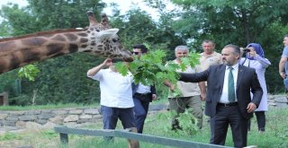 Bursa Hayvanat Bahçesinin Yeni Misafirleri Gergedanlar