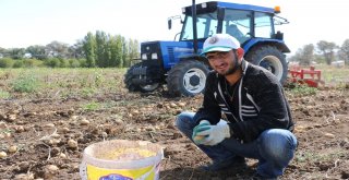 Sivasta 60 Bin Ton Patates Hasadı Bekleniyor
