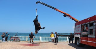 Gemiden Denize Düşen Angusu Kurtarma Operasyonu