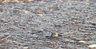 (Özel) Dünyanın Gözü Mersin Sahillerinde