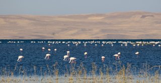 Vanda Doğunun Kanatları Erçek Gölü 8. Flamingo Festivali