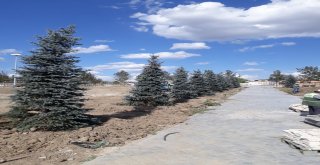 Çorum Belediyesi 40 Bin Yetişmiş Ağaç Dikecek