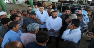 Bu Kurbanlık Pazarı Hem Alıcıları Hem De Satıcıları Memnun Ediyor