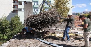 Sağlık Merkezindeki 54 Yıllık Leylek Yuvası Vinçle Taşındı