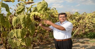 (Özel) Kırkağaç Ay Çekirdeği, Çin Ay Çekirdeğine Karşı