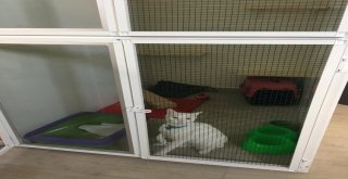Eskişehirde Köpek Oteli Ve Çiftliği