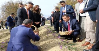 Kırmızı Altın Safran İçin Hasat Etkinliği Düzenlendi