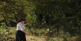 (Özel) Beytüşşebapta Erik Hasadı Başladı