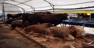 Çorluda Kurban Satış Merkezi Hazır