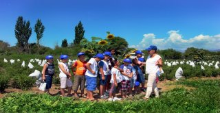 Ata Tohumları Aydın Büyükşehir İle Hayat Buluyor