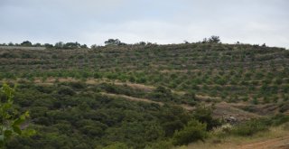 Dağı Taşı Ceviz Fidanı İle Doldurdu