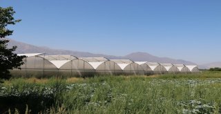 Erzincanda Sera Yatırımları Devam Ediyor