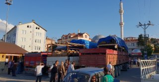 Kastamonudan 8 Tır Dolusu Kurbanlık, İstanbula Gönderildi