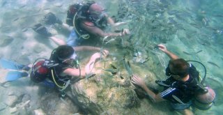 Turistlerin Yeni Gözdesi Su Altında Ekmekle Balık Beslemek