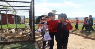 Bingölde Yüzlerce Öğrenci Barınağı Gezdi, Hayvanları Besledi