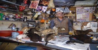 Sokak Hayvanlarına Kucak Açan Hayvansever Yetkililerden Yardım Bekliyor