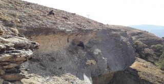 Uçurumda 4 Gün Mahsur Kalan Keçi Kurtarıldı