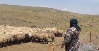 Yaylacıların Hayat Mücadelesi