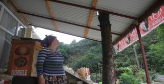 Kesmeye Kıyamadıkları Armut Ağacını Böyle Korumaya Aldılar