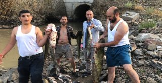 Baraj Önünde Sıkışan Balıklar Havasızlıktan Telef Oluyor