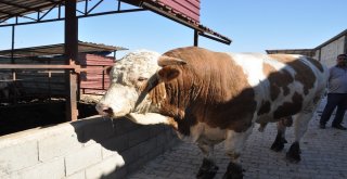 1 Ton 700 Kilo Ağırlığındaki Kurbanlık Danayı 40 Bin Tlye Satıyor