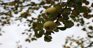 Adı Da Tadı Da Özel Olan Göbek Elmasında Hasat Zamanı