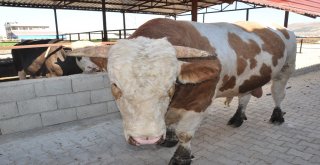 1 Ton 700 Kilo Ağırlığındaki Kurbanlık Danayı 40 Bin Tlye Satıyor