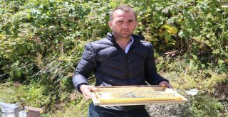 Hava Şartları Anzer Balını Vurdu