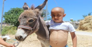 (Özel) Eşek Sütü Hem Şifa Hem De Kazanç Sağladı