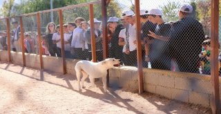 Hayvan Haklarını Koruma Gününde Barınak Ziyaretçi Akınına Uğradı