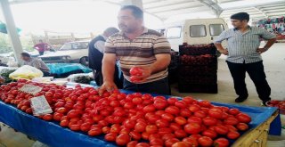 Bilinçli Üretim Yapan Domates Üreticisi Fungal Hastalığından Etkilenmedi