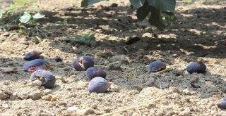 Dünyaca Ünlü Meyveye İhracat Yasağı