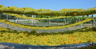 Manisada Kuru Üzüm İçin Hasat Erken Başladı
