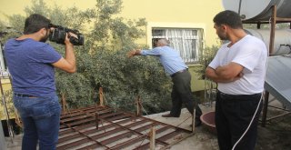 Zeytin Toplarken Devrilen Duvarın Altında Kaldı