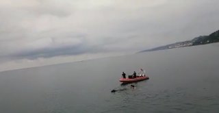 Kurbanlık Dana Bayramın Son Günü Denizde Yüzerken Bulundu