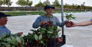 Mezarlığa Gelenler Çiçekle Karşılandı