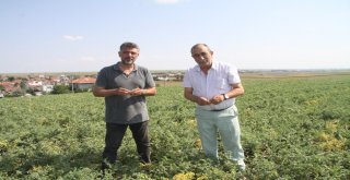 (Özel) İlk Kez Ekildi, Asker, Öğrenci Ve Mahkumları Doyuracak