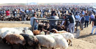 1 Tonluk Kurban Alıcısını Bekliyor