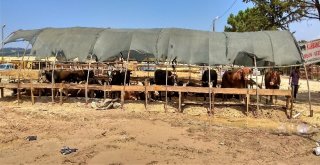 Kurban Pazarının Kralları Rekor Fiyattan Alıcı Buluyor