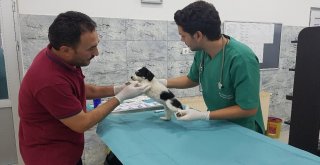 (Özel Haber) Sokak Hayvanları İçin Sosyal Sorumluluk Projesi