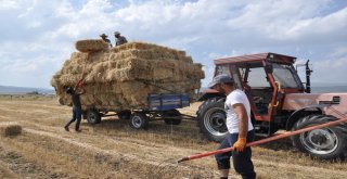 Karsta Sıcak Havada Çiftçilerin Ot Toplama Mesaisi