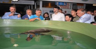 Bakan Kurum Caretta Carettaları Denizle Buluşturdu