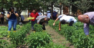 (Özel Haber) Hem Üniversite Okuyor, Hem De Organik Sebze Üretiyorlar