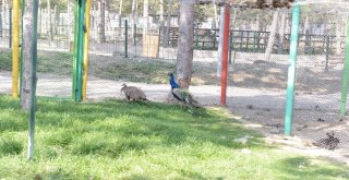 Çorumda Sokak Hayvanları Klima İle Serinliyor