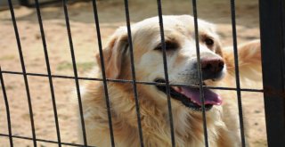 Tekirdağda Sokak Hayvanları İçin “Gel Sahiplen” Kampanyası