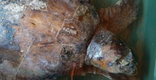 Yaralanan Deniz Kaplumbağası En Az 2 Yılda İyileşiyor